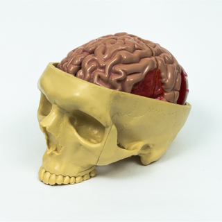 Advanced Plastic Medical Teaching Anatomical Models Brain Setcion Figure