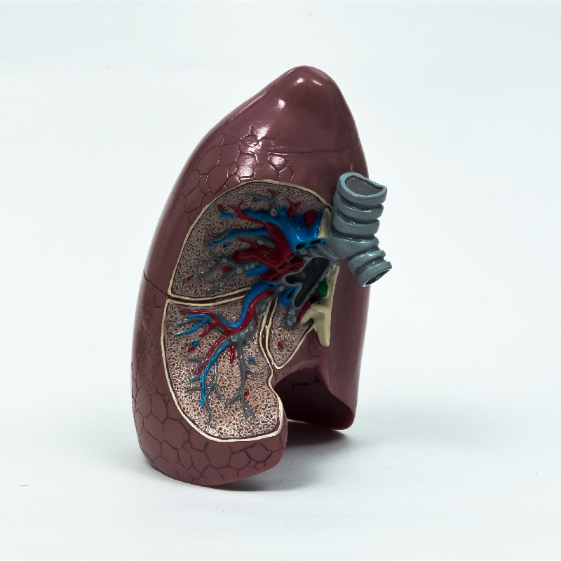 Hot Sale Medical Anatomical Human Plastic Liver Model Figure from China ...