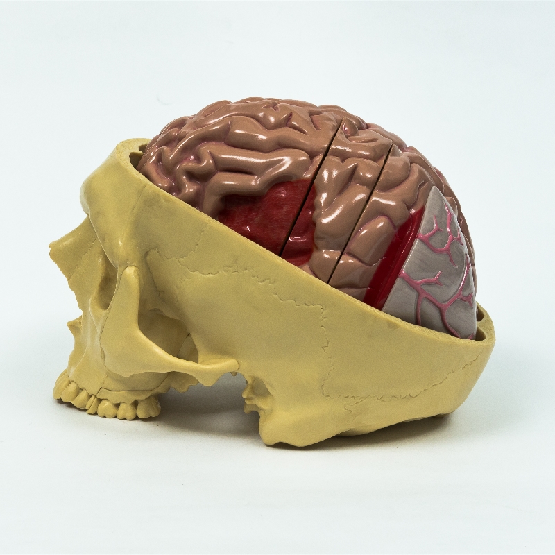 Advanced Plastic Medical Teaching Anatomical Models Brain Setcion Figure